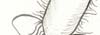 germ illustration thumbnail
