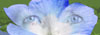 poster thumbnail
